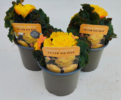x3 Begonia Nonstop Yellow Red Back 10.5cm/9cm