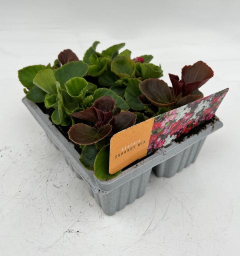 x10 Begonia Organdy Mix XL Plug Plants