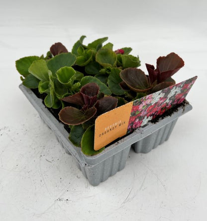 x10 Begonia Organdy Mix XL Plug Plants