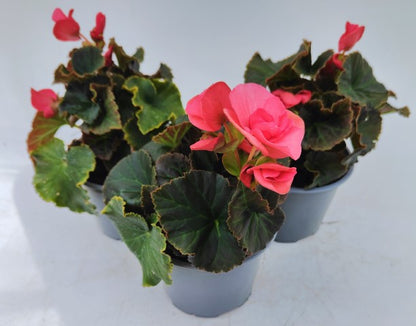 x2 Begonia Solenia Light Pink - 13cm/1Litre