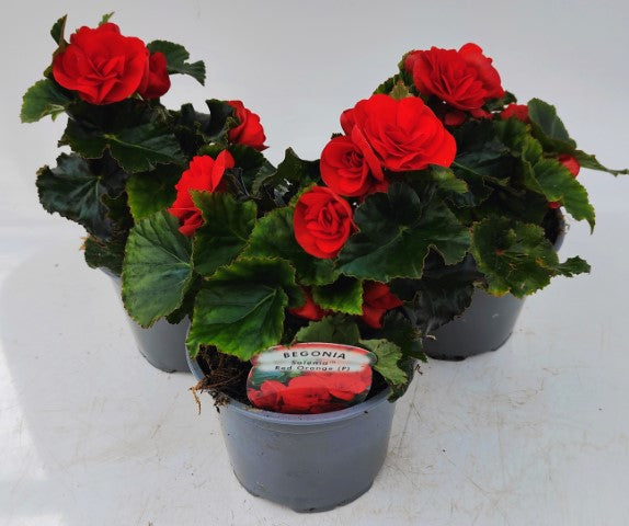 x2 Begonia Solenia Red Orange - 13cm/1Litre