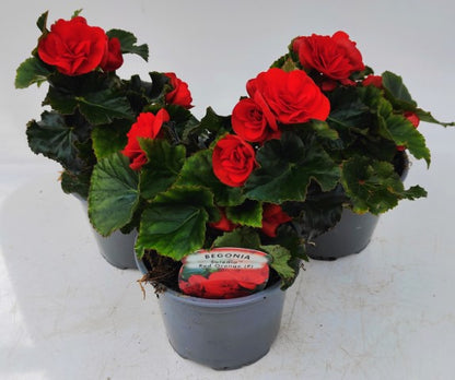 x2 Begonia Solenia Red Orange - 13cm/1Litre