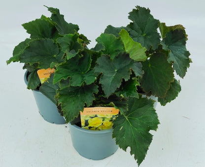 x2 Begonia Solenia Yellow - 13cm/1Litre