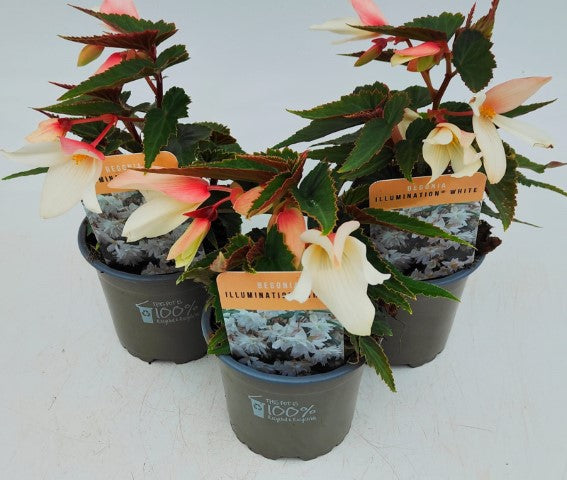 x3 Begonia Illumination White 10.5cm/9cm