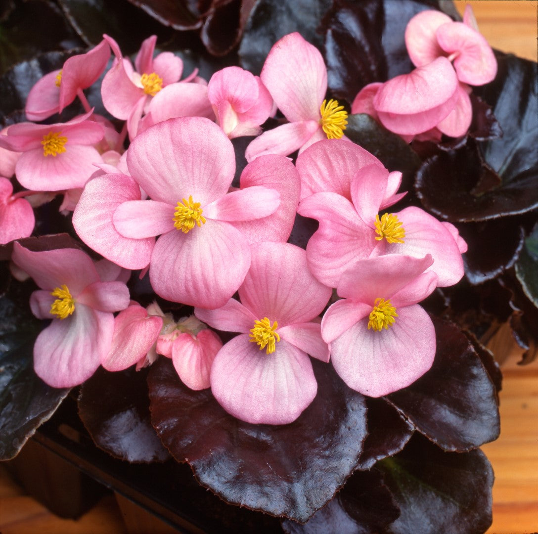 x10 Begonia Devil Pink XL Plug Plants