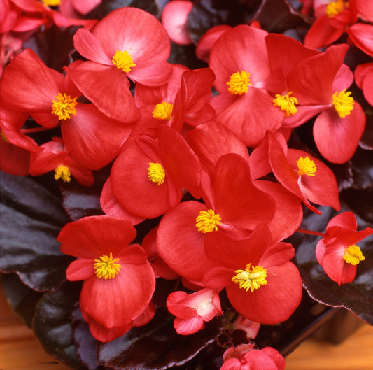 x10 Begonia Devil Red XL Plug Plants