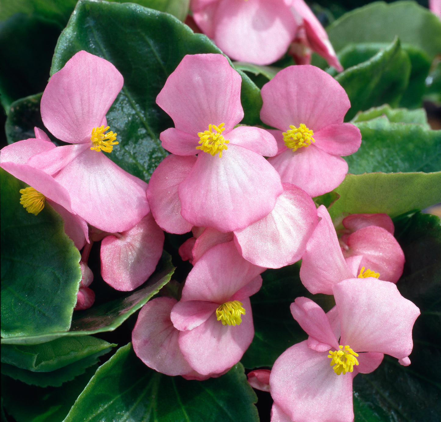 x10 Begonia Heaven Pink XL Plug Plants