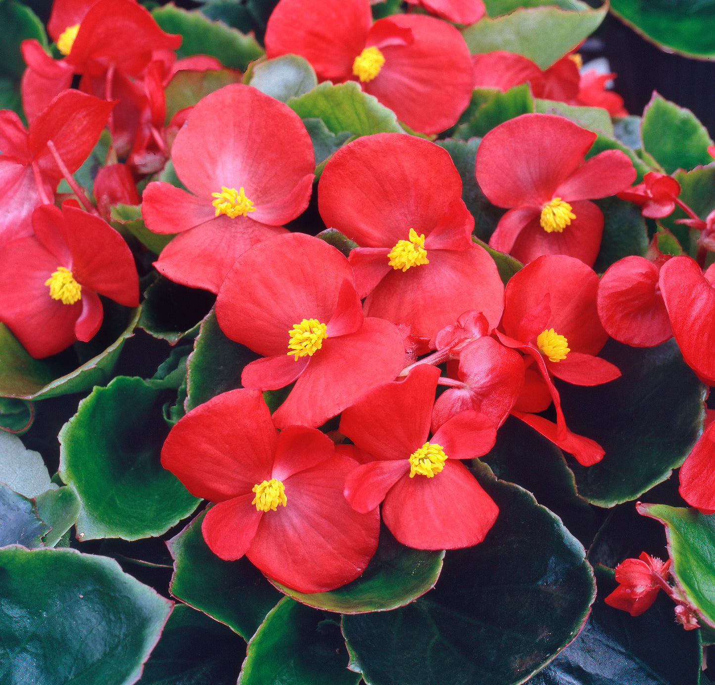 x10 Begonia Heaven Red XL Plug Plants