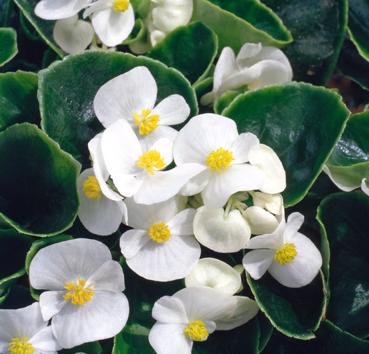 x10 Begonia Heaven White XL Plug Plants