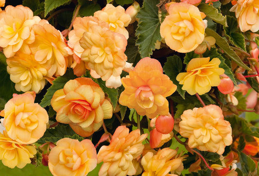 x3 Begonia Illumination Apricot Shades 10.5cm/9cm