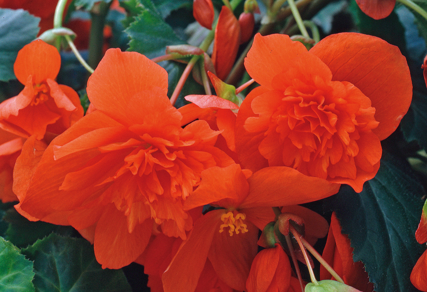 x3 Begonia Illumination Orange 10.5cm/9cm
