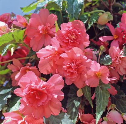 x3 Begonia Illumination Salmon Pink 10.5cm/9cm