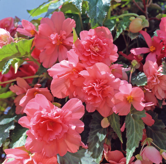 x3 Begonia Illumination Salmon Pink 10.5cm/9cm