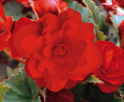 x3 Begonia Illumination Scarlet 10.5cm/9cm