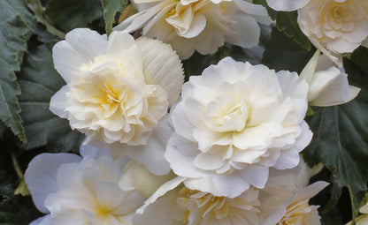 x3 Begonia Illumination White 10.5cm/9cm