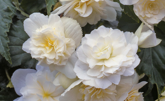 x3 Begonia Illumination White 10.5cm/9cm