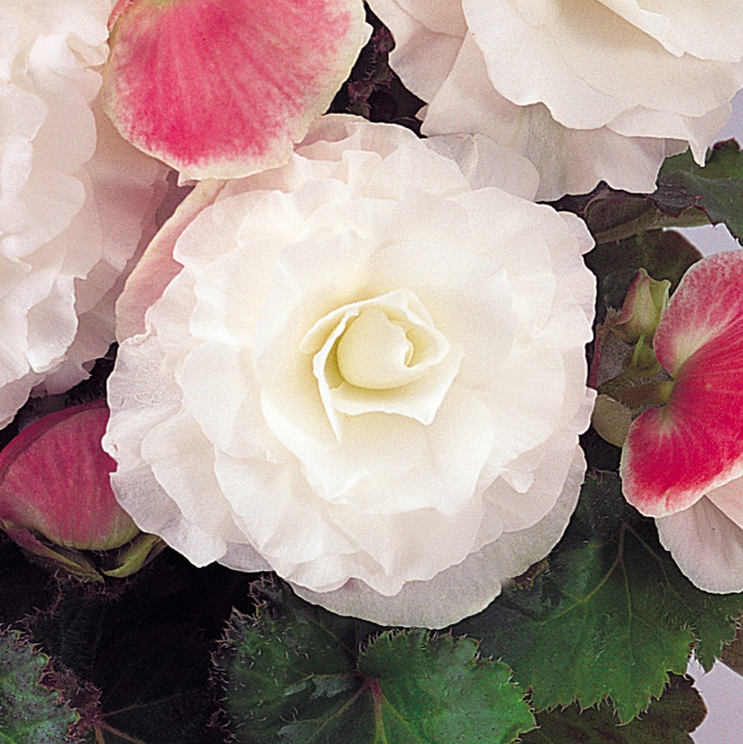 x3 Begonia Nonstop Appleblossom 10.5cm/9cm