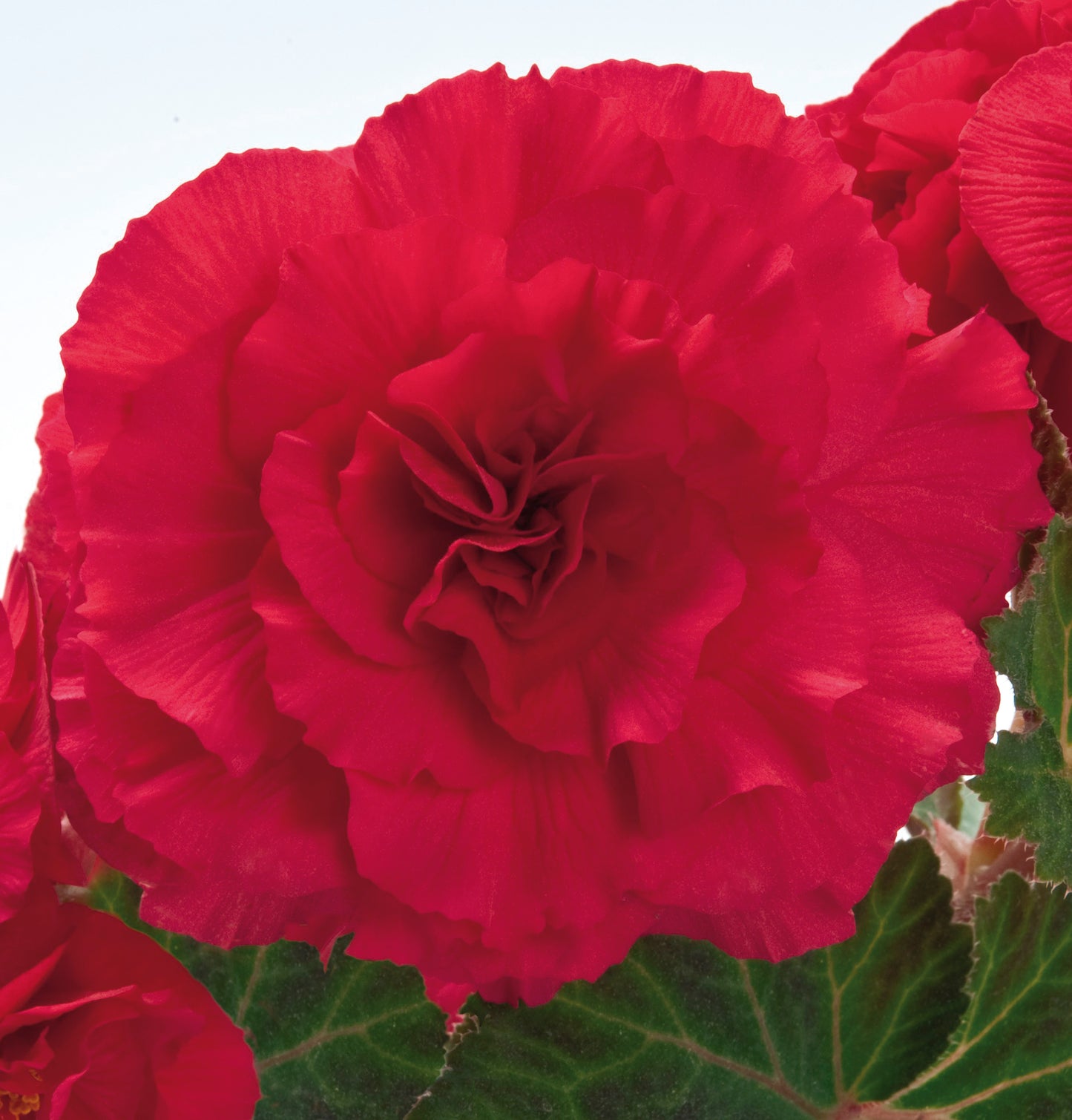 x3 Begonia Nonstop Deep Rose Pink 10.5cm/9cm