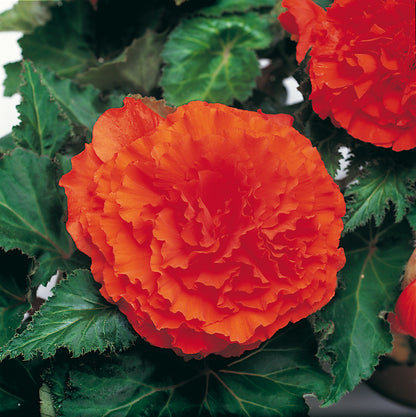 x3 Begonia Nonstop Orange 10.5cm/9cm