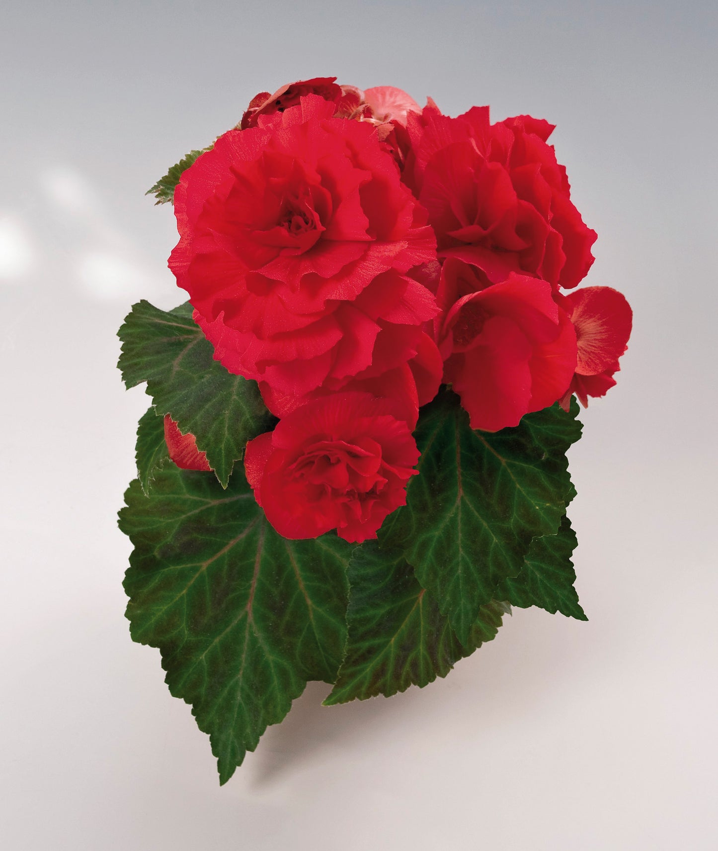 x3 Begonia Nonstop Red 10.5cm/9cm