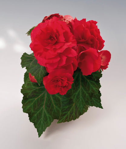 x3 Begonia Nonstop Red 10.5cm/9cm