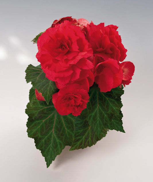 x3 Begonia Nonstop Red 10.5cm/9cm