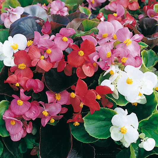 x10 Begonia Organdy Mix XL Plug Plants