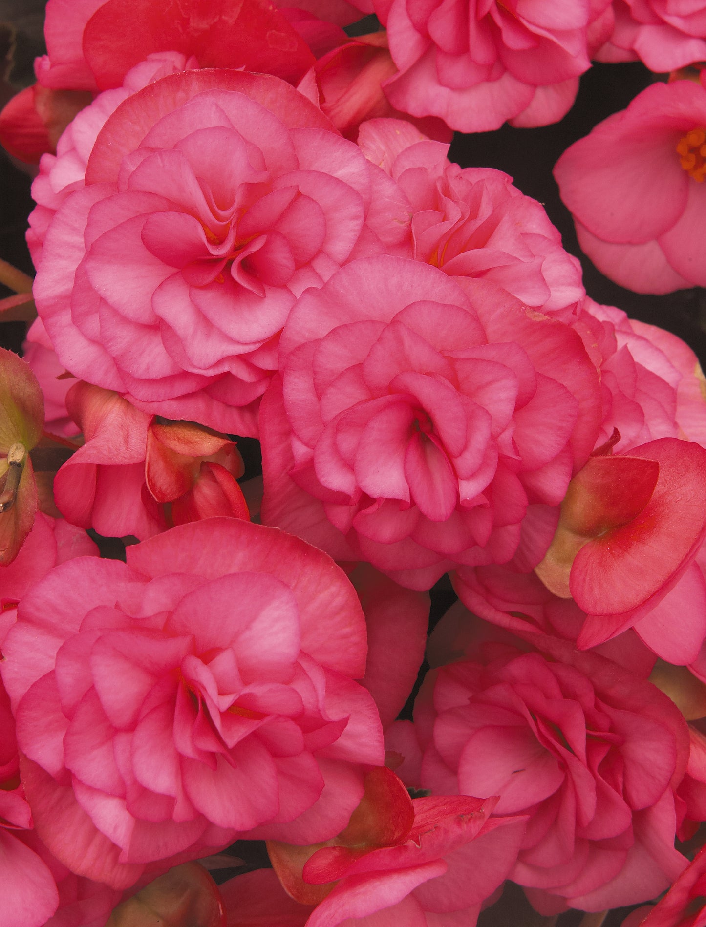 x2 Begonia Solenia Light Pink - 13cm/1Litre