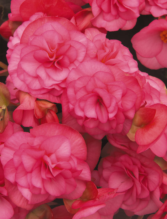 x2 Begonia Solenia Light Pink - 13cm/1Litre