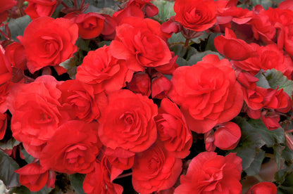 x2 Begonia Solenia Red Orange - 13cm/1Litre