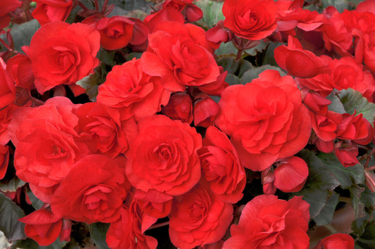 x2 Begonia Solenia Red Orange - 13cm/1Litre