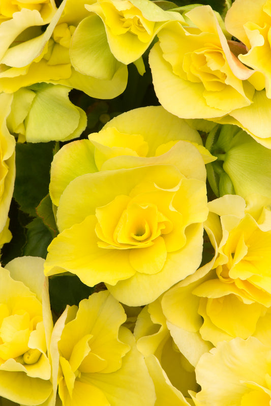 x2 Begonia Solenia Yellow - 13cm/1Litre