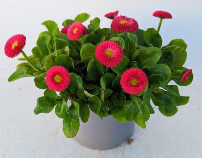 x2 Bellis Speedstar Rose - 13cm/1 Ltr pots