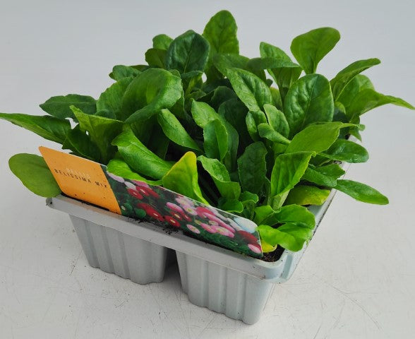 x10 Bellis Mix Flower Plants