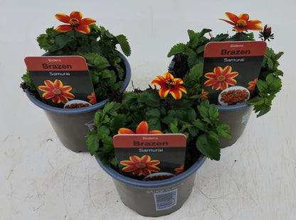 x3 Bidens Brazen Samurai 10.5cm/9cm