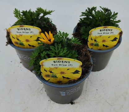 x3 Bidens Sundrop 10.5cm/9cm