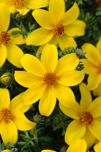 x3 Bidens Sundrop 10.5cm/9cm