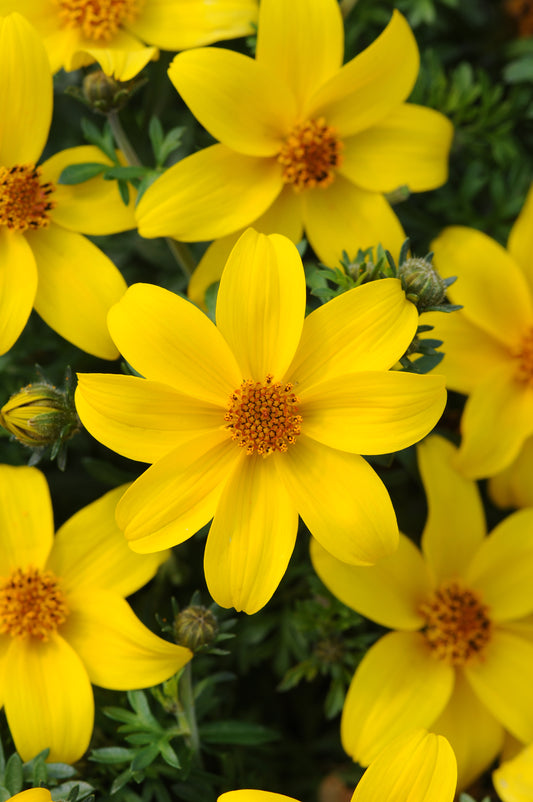 x3 Bidens Sundrop 10.5cm/9cm
