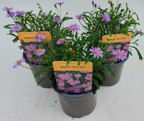 x3 Brachyscome Mauve Delight 10.5cm/9cm