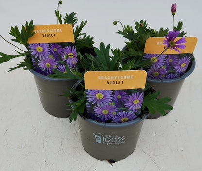 x3 Brachyscome Violet 10.5cm/9cm