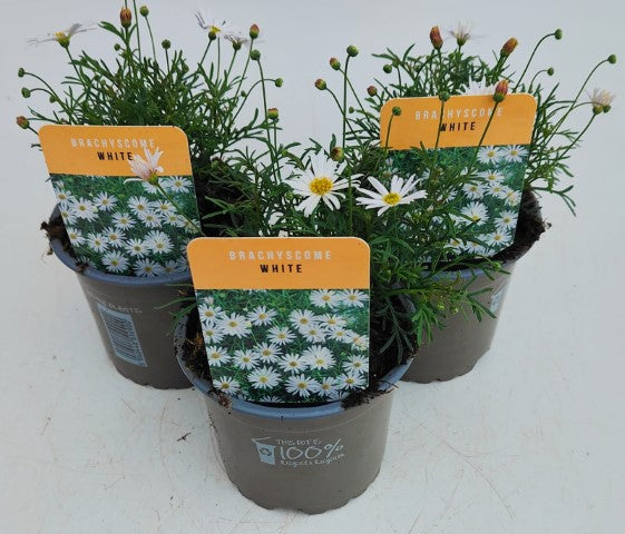 x3 Brachyscome White - 10.5cm/9cm pots