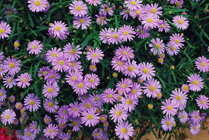 x3 Brachyscome Mauve Delight 10.5cm/9cm