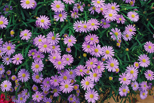 x3 Brachyscome Mauve Delight 10.5cm/9cm