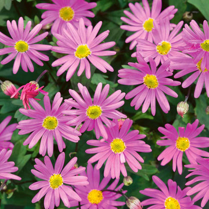 x3 Brachyscome Pink 10.5cm/9cm