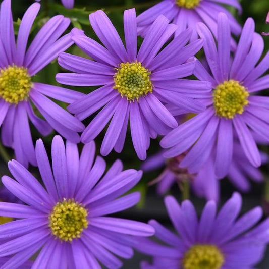 x3 Brachyscome Violet 10.5cm/9cm