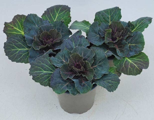 x3 Plants Brassica Attraction Red (Ornamental Kale) 10.5cm/9cm