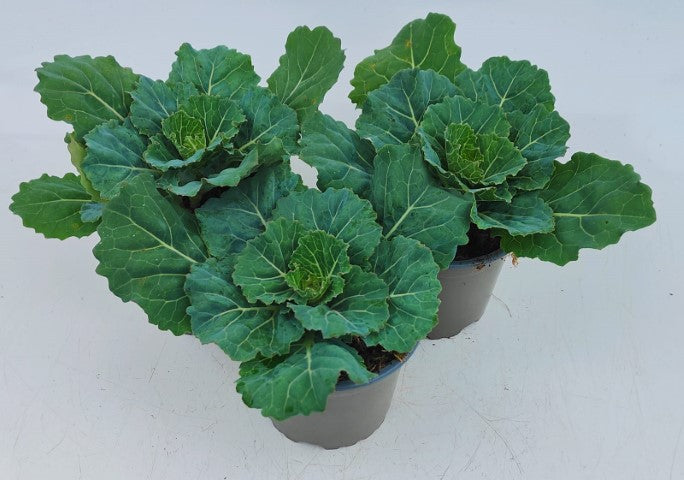 x3 Plants Brassica Attraction White (Ornamental Kale) 10.5cm/9cm