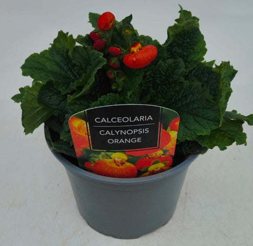 x1 Calceolaria Calynopsis Orange - 17cm/2Litre