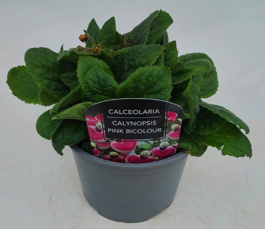 x1 Calceolaria Calynopsis Pink Bicolour - 17cm/2Litre