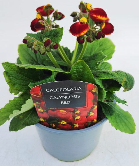 x1 Calceolaria Calynopsis Red - 17cm/2Litre